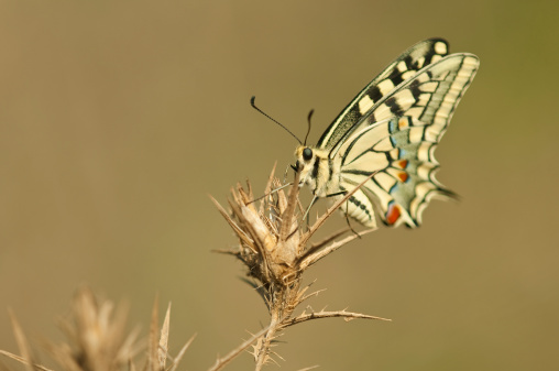 a beautifull yellow butterfly (swallowtail, papililo) standing on a dry thorn, splinter.