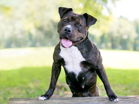 A happy brindle and white Staffordshire Bull Terrier mixed breed dog standing up with its front paws on a bench