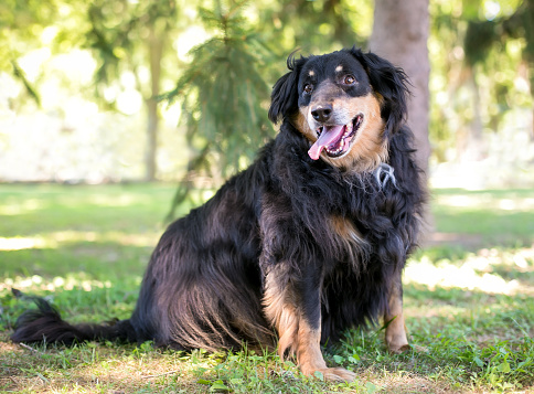 An overweight Australian Shepherd mixed breed dog sitting outdoors