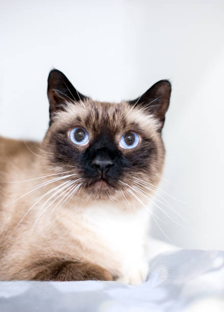 istock A purebred Siamese cat with seal point markings 1623867507