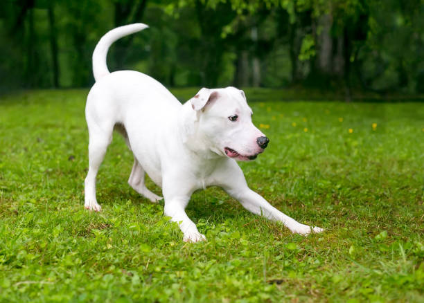 istock A playful Retriever mixed breed dog in a play bow position 1623867519