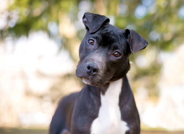 istock A Pit Bull Terrier puppy listening with a head tilt 1623867520