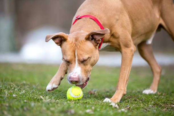 istock A playful mixed breed dog picking up a ball 1623867522