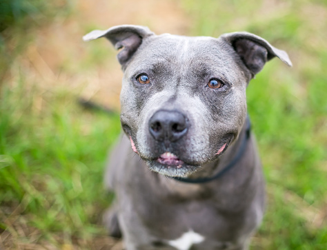 A gray Pit Bull Terrier mixed breed dog sitting and looking up with a grin on its face