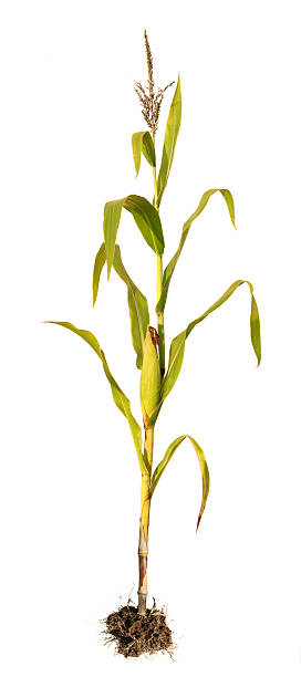 トウモロコシのク - corn crop corn genetic modification crop ストックフォトと画像