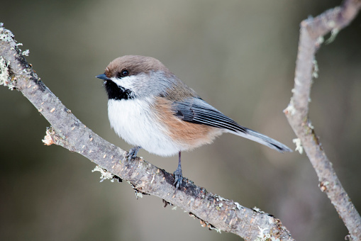 Boreal Chickadee on perch