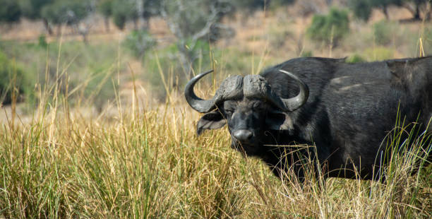 African Buffalo Standing In the Grass stock photo