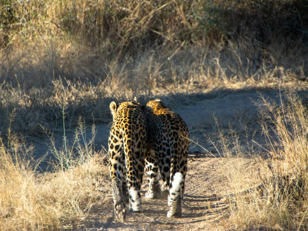 Leopard Mother and Older Cub stock photo