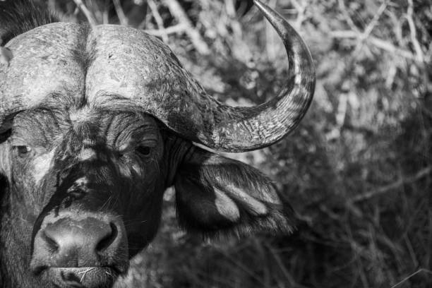 The Face of an African Buffalo stock photo