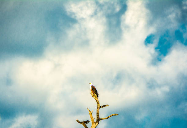A Wahlberg's Eagle on a tree trunk with blue sky and clouds behind