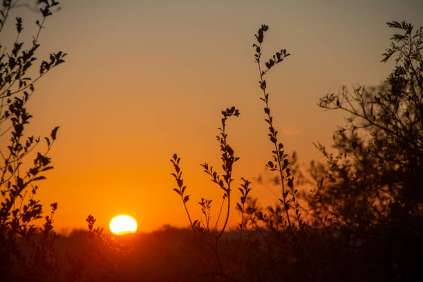 Sunrise Over Grasslands stock photo