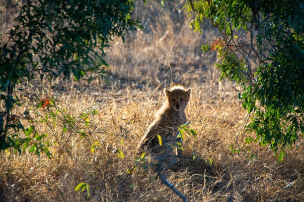 Cheetah Cub In The Bushes stock photo