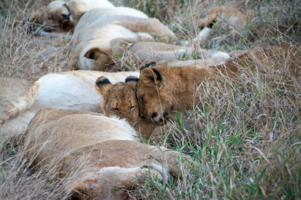 istock Two Male Lion Cubs Nuzzling 1623920134