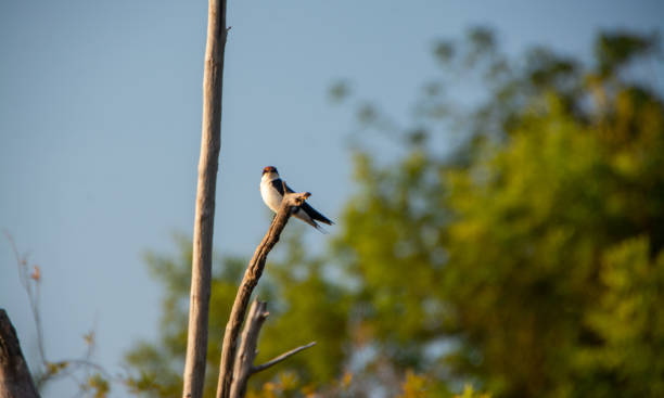 Swallow On A Tree Branch stock photo