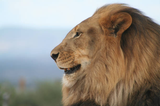 Profile of a male lion close-up stock photo