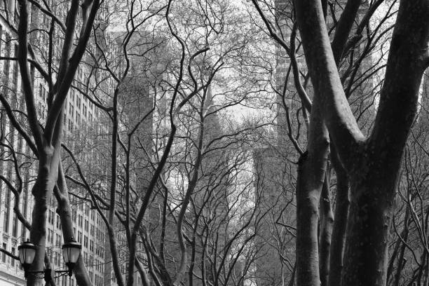 New York Street With Winter Trees And The Empire State Building stock photo