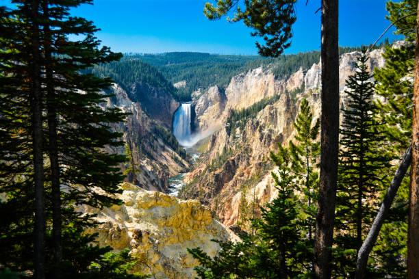 istock Waterfall Through Trees In Yellowstone National Park 1623921735