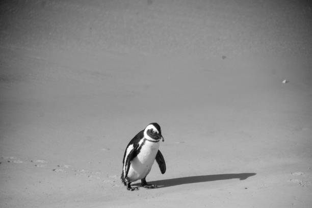 A Single African Penguin Walking on the Beach stock photo