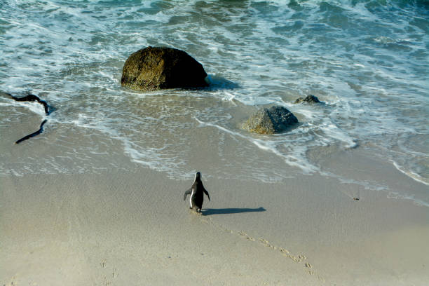 A Single Penguin Walking Into the Ocean stock photo