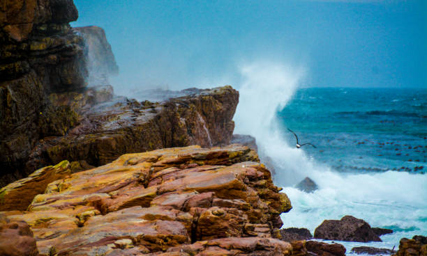 Seagull Over Crashing Waves On Rocky Coastline stock photo