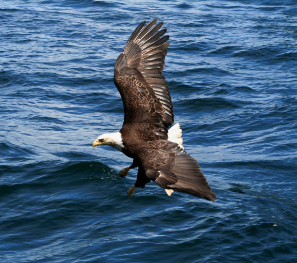 A Bald Eagle Skimming The Water stock photo