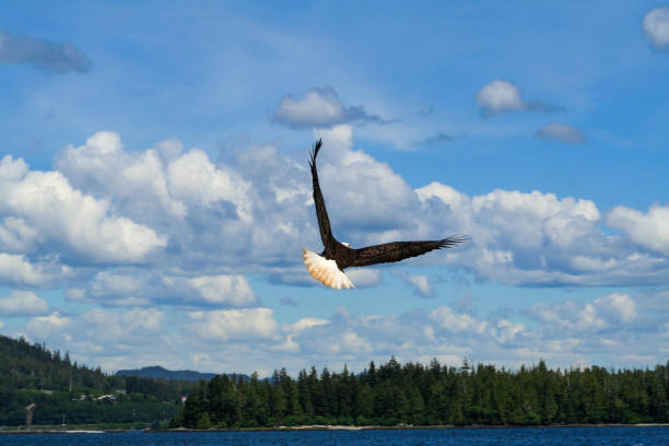 A Single Bald Eagle Against A Cloudy Sky stock photo