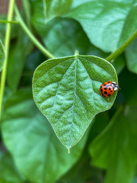 Ladybug On A Leaf stock photo
