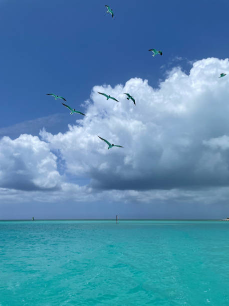 Seagulls Flying In Blue Sky and Clouds Over Turquoise Water 1 stock photo