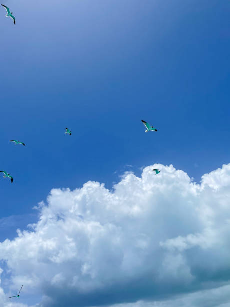 A Flock of Seagulls Against Blue Sky And Clouds 3 stock photo