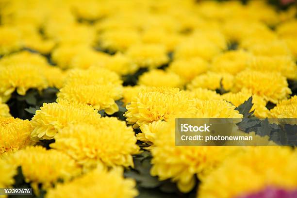 Outono Crisântemo Amarelo - Fotografias de stock e mais imagens de Abstrato - Abstrato, Amarelo, Beleza natural