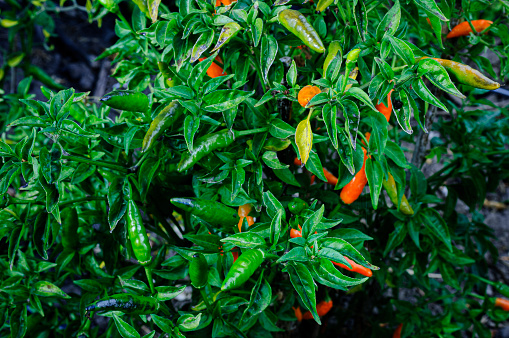 Close-up of chili peppers ripening on plant\n\nTaken in Gilroy, California, USA.