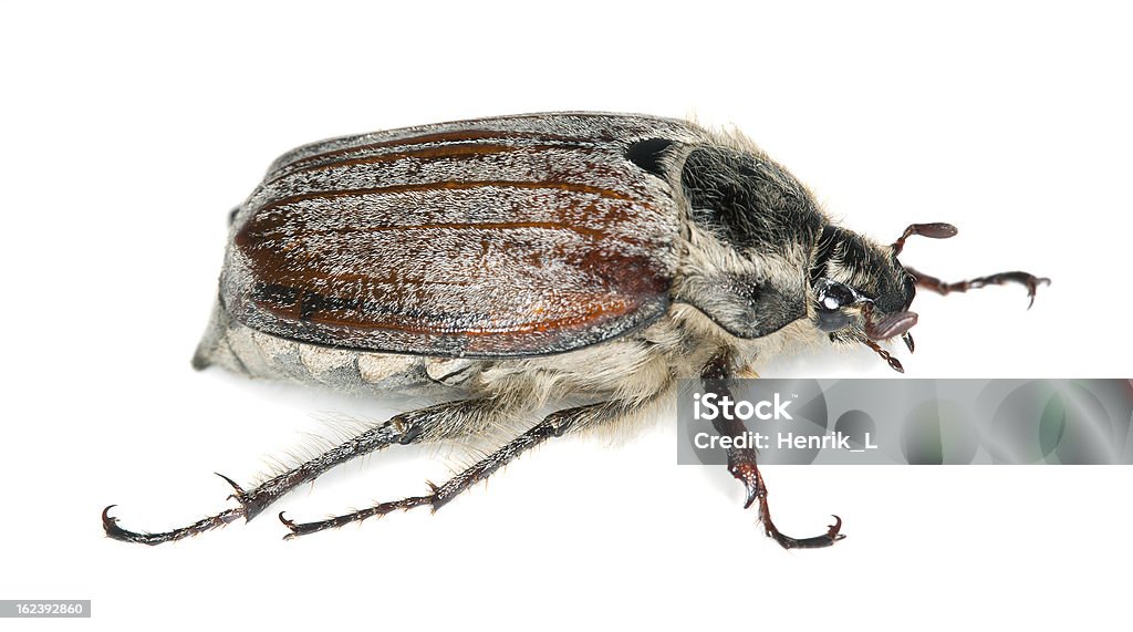 Cockchafer, Melolontha hippocastani 흰색 바탕에 흰색 배경, 접사를 포토서제스트 - 로열티 프리 0명 스톡 사진