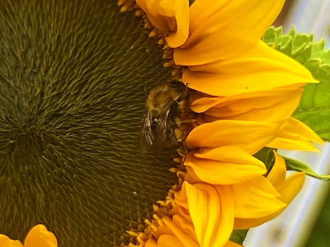 A closeup view of a honey bee going to town on a beautiful and vibrant yellow sunflower. The seeds at its centre and the bee next to the petals eating the pollen. Some of the plants lush green foliage is also visible to the right of the image.