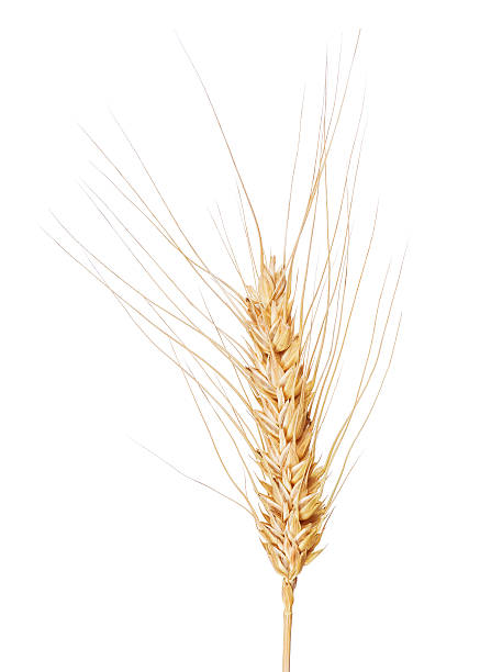 istock isolated ear of wheat with long awns 162396982