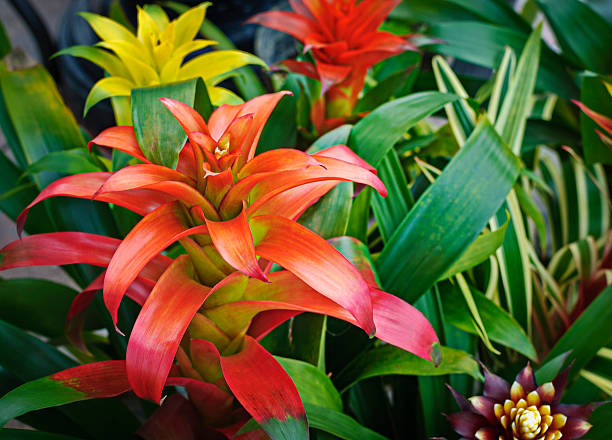 Exotic tropical bromeliads More than 3,000 varieties in the Americas where most of these beautiful plants are natives.  Selective focus, horizontal, nobody. Please my other beautiful bromeliads. bromeliad photos stock pictures, royalty-free photos & images