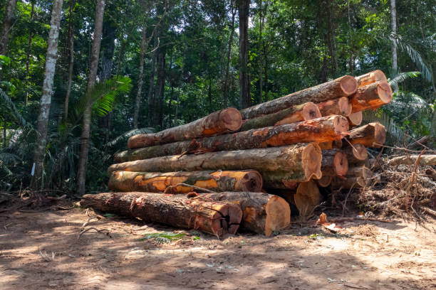 istock Stockyard of native timber logs from Amazon region 1623978324