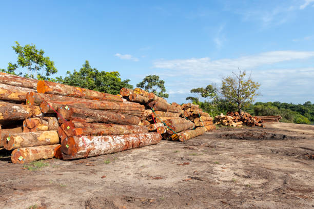 istock stockyard of native timber logs from Amazon region 1623978338