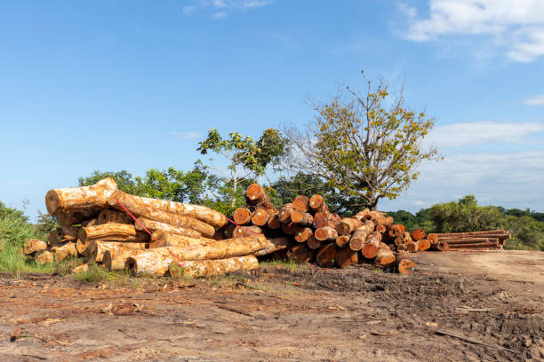 stockyard of native timber logs from Amazon region
