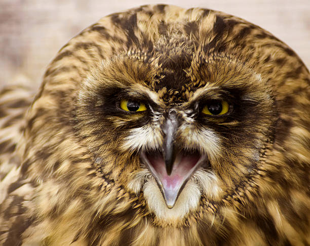 Angry owl stock photo