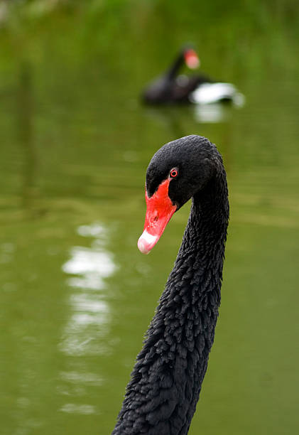 Black swans stock photo