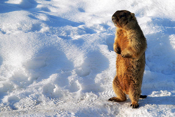Marmot in early spring Marmot standing on snow in sunny day woodchuck photos stock pictures, royalty-free photos & images