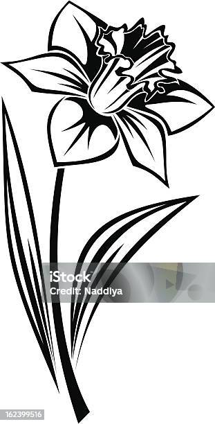 Schwarze Silhouette Von Narcissus Blume Vektorillustration Stock Vektor Art und mehr Bilder von Baumblüte