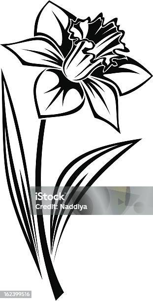 Ilustración de Negra Silueta De Narcissus Flor Ilustración Vectorial y más Vectores Libres de Derechos de Belleza