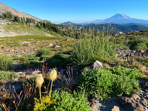 Southwest Washington's Cascsde Range.\nGifford Pinchot National Forest.\nMt. St. Helens In September.