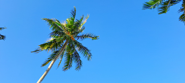 Background with palm tree leaves.