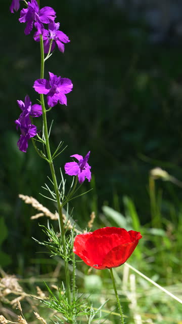 4K video of purple wild flower and red poppy in field