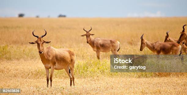 Cotes Hartebeest Foto de stock y más banco de imágenes de Aire libre - Aire libre, Animal, Animales de Safari