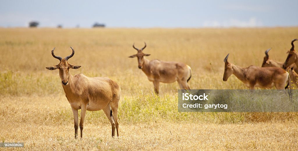 Côtes Bubale - Photo de Afrique libre de droits