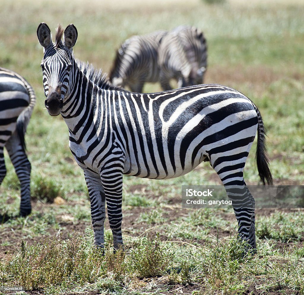 Olhem Zebra - Royalty-free Animal Foto de stock