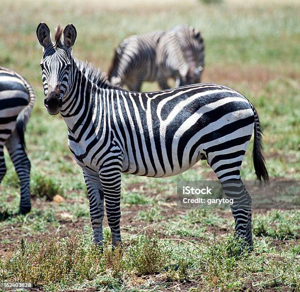 Olhem Zebra - Fotografias de stock e mais imagens de Animal - Animal, Animal de Safari, Animal selvagem